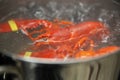A Maine Lobster Boiling Royalty Free Stock Photo