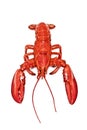 Maine Lobster isolated Royalty Free Stock Photo