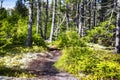 Maine Nature Trail new england Royalty Free Stock Photo