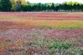 Beautiful Blueberry field