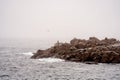 Maine USA coastal scene ricks and seagulls