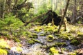 Maine wetland woods nature landscape Royalty Free Stock Photo