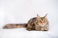 Mainecoon cat lying on a light fluffy blanket Royalty Free Stock Photo