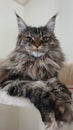Mainecoon cat portrait Royalty Free Stock Photo