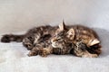 Mainecoon family two kittens lie on light fluffy blanket