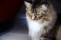Mainecoon looking looking down Royalty Free Stock Photo