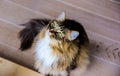 Mainecoon sitting on wooden floor Royalty Free Stock Photo