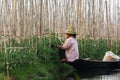 Maing Thauk, Myanmar - April 2019: Burmese woman picking tomatos in the floating garden Royalty Free Stock Photo