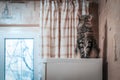 Mainkoon cat on the refrigerator in the kitchen Royalty Free Stock Photo