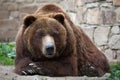 Mainland grizzly (Ursus arctos horribilis). Royalty Free Stock Photo