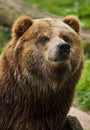 Mainland grizzly Ursus arctos horribilis Royalty Free Stock Photo