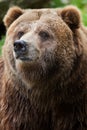 Mainland grizzly (Ursus arctos horribilis). Royalty Free Stock Photo