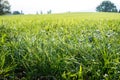 Maintained, fresh green lawn in close up for background or texture summer meadow grass Royalty Free Stock Photo