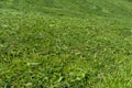 Maintained, fresh green lawn in close up for background or texture summer meadow grass Royalty Free Stock Photo