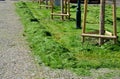 Maintenance of greenery by mowing high meadows between trees newly planted pile of grass along the path ready for raking Royalty Free Stock Photo