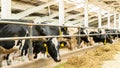 The maintenance of Holstein cows in the barn. Cows stand in a stall and eat feed on a livestock farm. The use of dry feed, silage Royalty Free Stock Photo