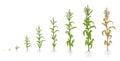 Mais plant growing process. Agricultural plants. Corn growth stages, planting process. Zea mays life cycle from seed to