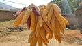 Maise being dried for seeds Royalty Free Stock Photo
