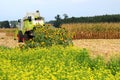 Corn harvest with sunflowers, Austria Royalty Free Stock Photo