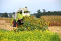 Corn harvest with sunflowers, Austria Royalty Free Stock Photo