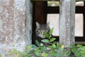 Maisie Looking Out - Bishop`s Palace, Somerset, UK Royalty Free Stock Photo