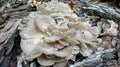 Maitake Hen of the Woods Mushroom Royalty Free Stock Photo