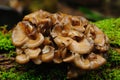 Maitake Mushroom