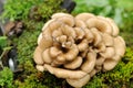 Maitake mushroom Royalty Free Stock Photo