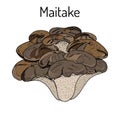 Maitake mushroom Grifola frondosa , or hen of the woods, medicinal plant