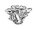 Maitake mushrooms. Hand drawn vintage vector illustration on white background
