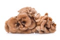 Maitake mushrooms isolated on white background Royalty Free Stock Photo