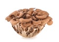 Maitake mushrooms isolated on white background
