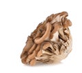 Maitake mushrooms on white background