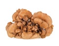 Maitake mushrooms on white background