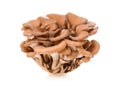 Maitake mushrooms on white background