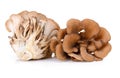 Maitake mushrooms on white background