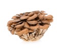 Maitake mushrooms on white background