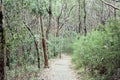 Maitland Bay Track through Eucalypt Forest