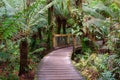 Maits Rest Rainforest Walk - Apollo Bay