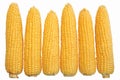 Maize