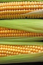 Maize Royalty Free Stock Photo