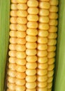 Maize Royalty Free Stock Photo