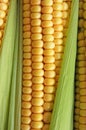 Maize Royalty Free Stock Photo