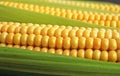 Maize Royalty Free Stock Photo