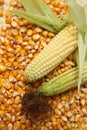 Maize Royalty Free Stock Photo