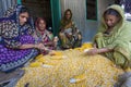 Some local women collecting corn, Manikgonj, Bangladesh. Royalty Free Stock Photo