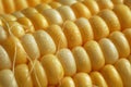 Maize cob