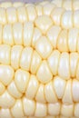 Maize cob background