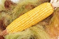 Maize cob on a bunch of dried corn silk .Dry dried herbs fibers and silk as Royalty Free Stock Photo