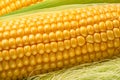 Maize cob or corn cob and corn silk close up. Macro shot Royalty Free Stock Photo